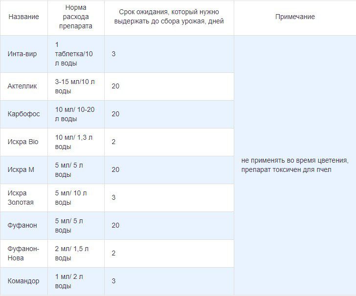 Тля на огурцах: как бороться народные средства в открытом грунте