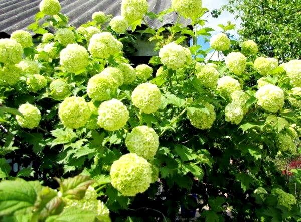 Выбираем декоративные кустарники, которые растут без проблем