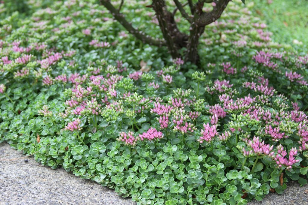 Sedum spurium 