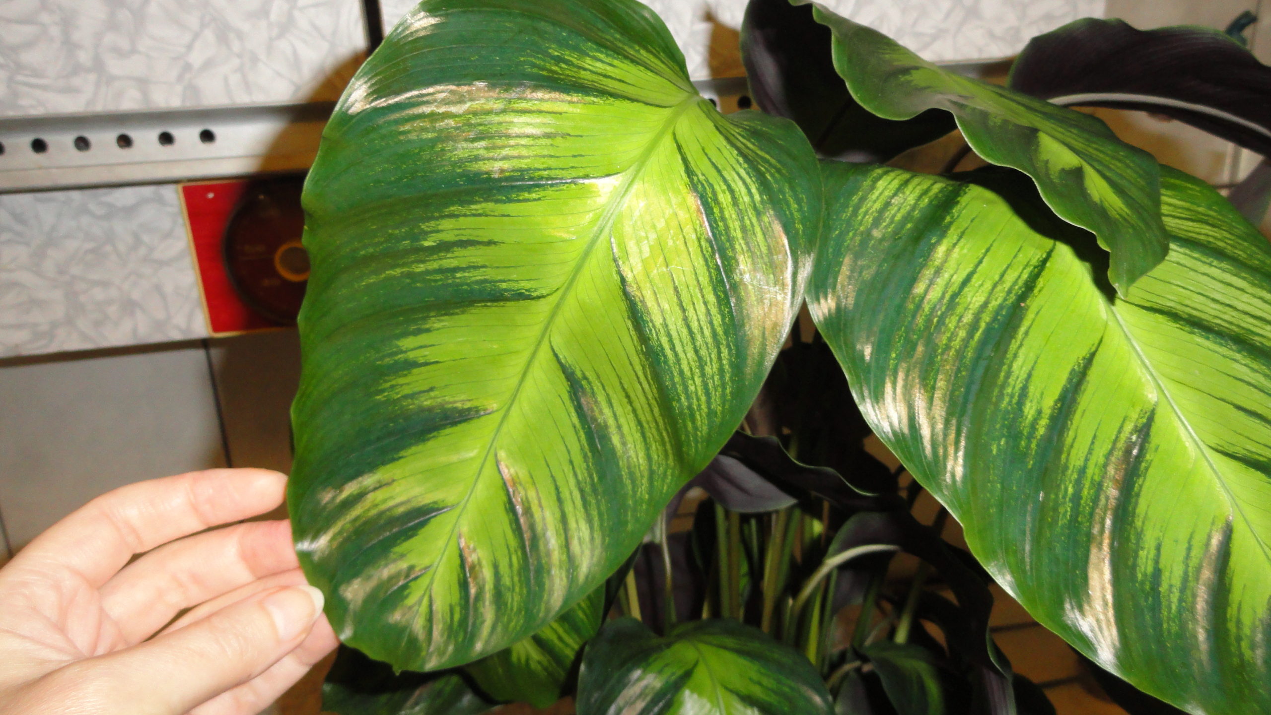 calathea crocata 