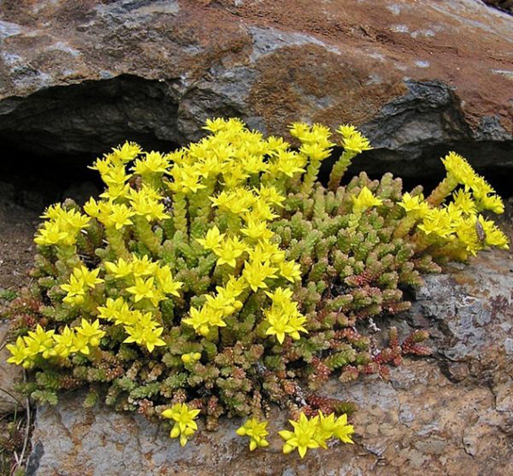 Очиток едкий sedum acre aureum 