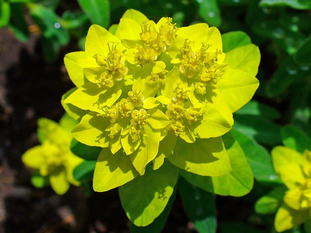 Молочай многоцветковый euphorbia 