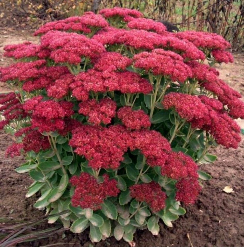 Очиток видный sedum spectabile brilliant 
