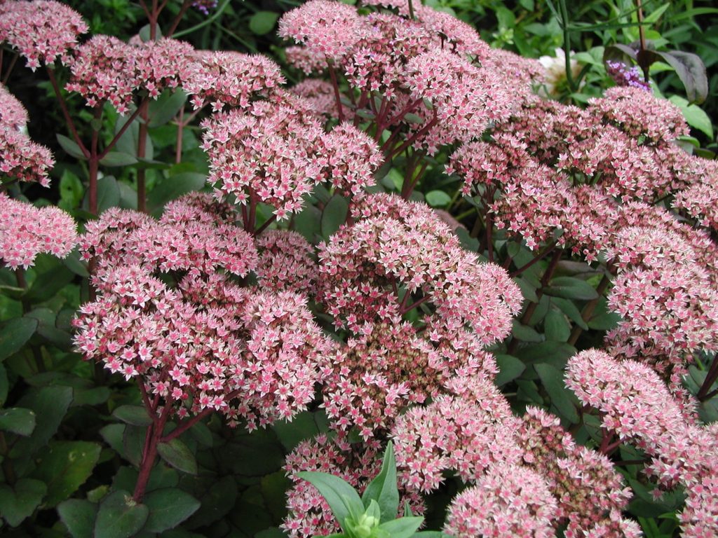 Sedum matrona 