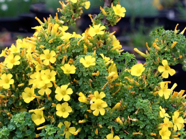 кислица oxalis