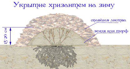 Хризантемы в горшках как ухаживать в домашних условиях после покупки
