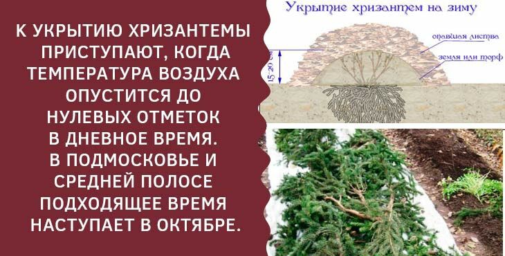 Хризантемы осенью: уход и подготовка к зимнему укрытию