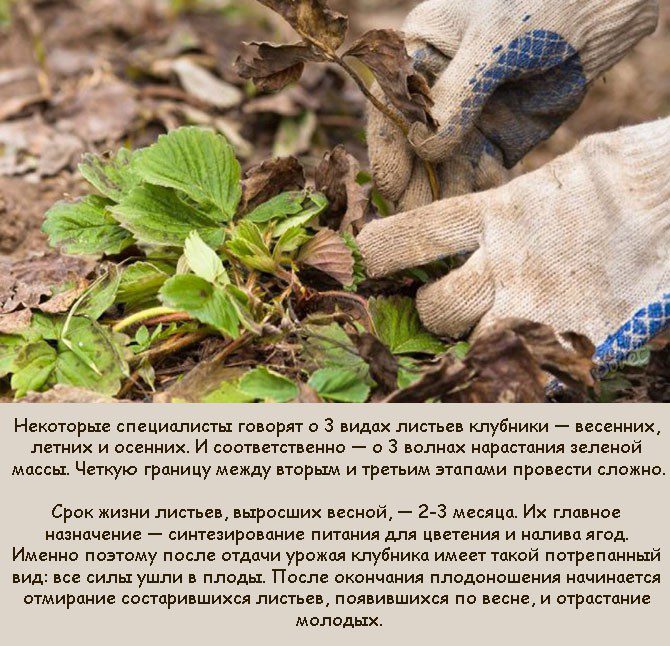 Уход за клубникой после плодоношения в сентябре