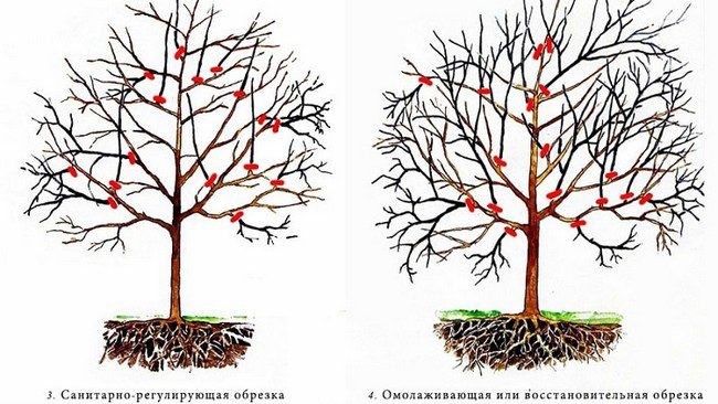 Обрезка абрикоса осенью для начинающих в картинках пошагово видео