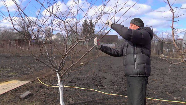 Обрезка алычи осенью для начинающих в картинках пошагово видео
