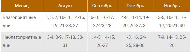 Посадка клубники осенью в открытый грунт усами в Ленинградской области