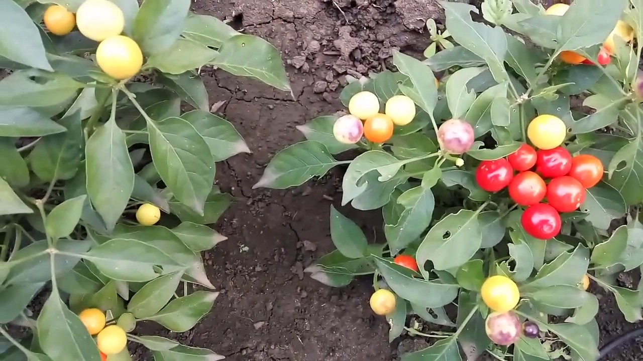Перец огонек на подоконнике выращивание