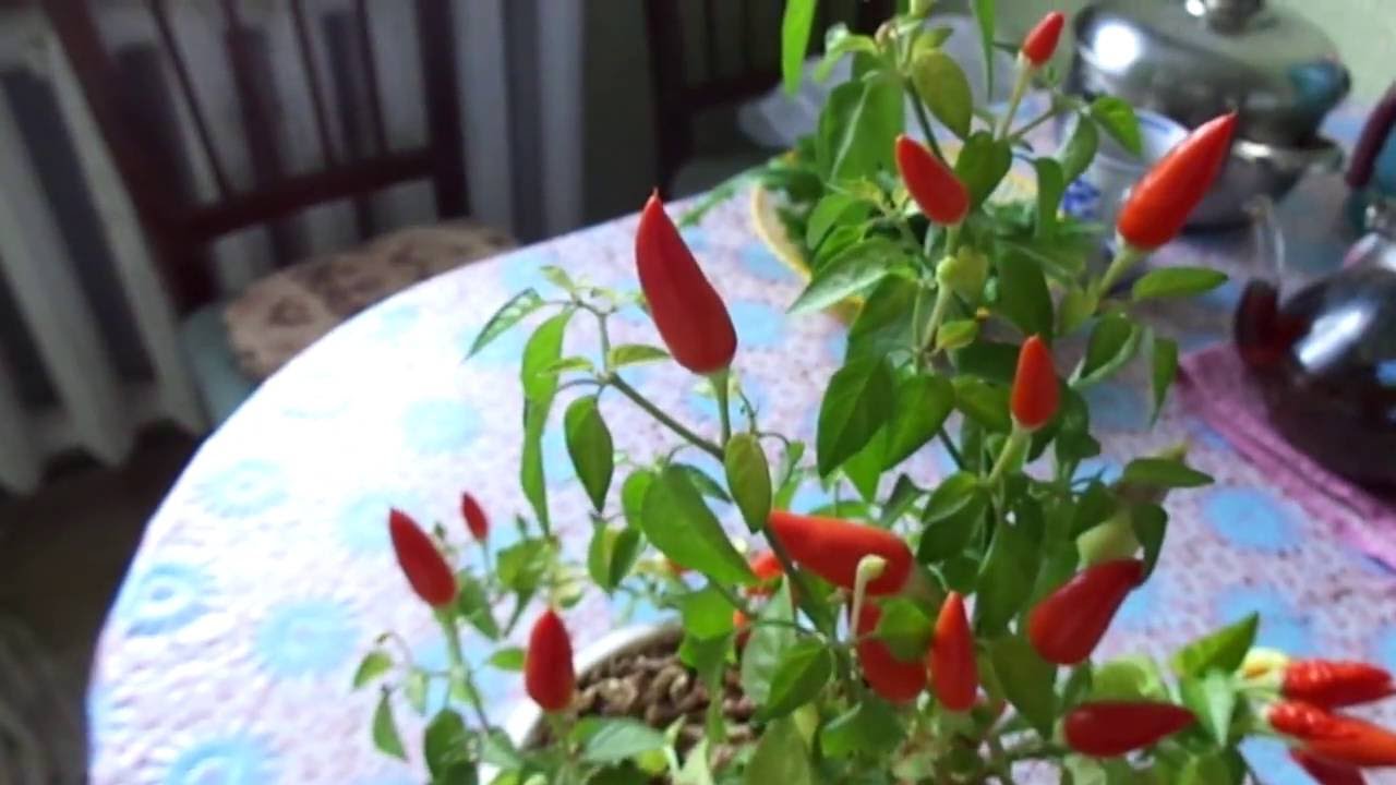 Перец комнатный острый
