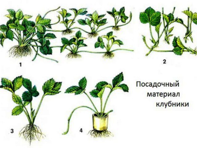 Посадка клубники осенью в открытый грунт усами на Урале