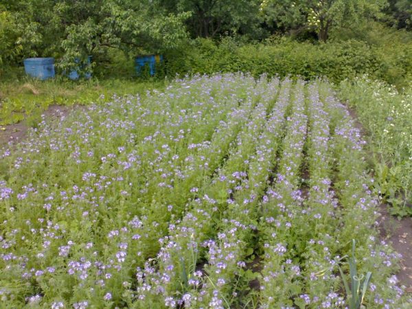 Посадка сидератов осенью под зиму