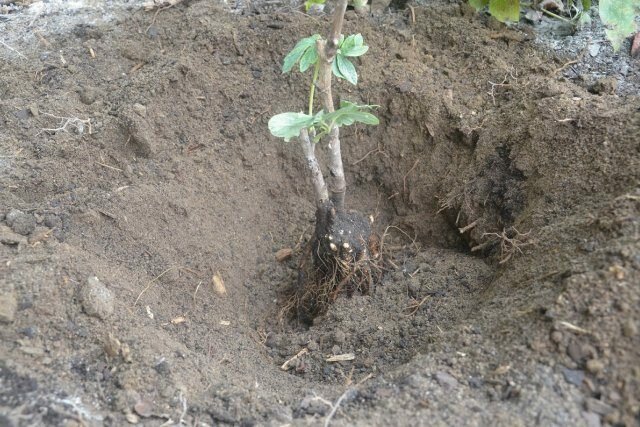 Техника высаживания пионов