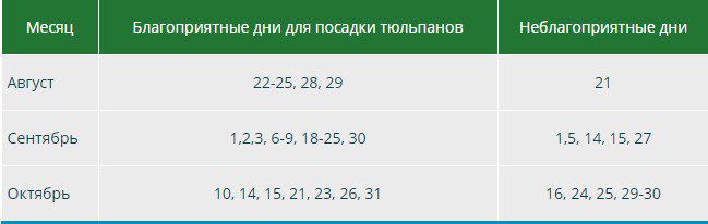 Посадка тюльпанов осенью когда и как посадить в Московской области