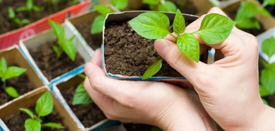 Подкормка баклажанов в открытом грунте