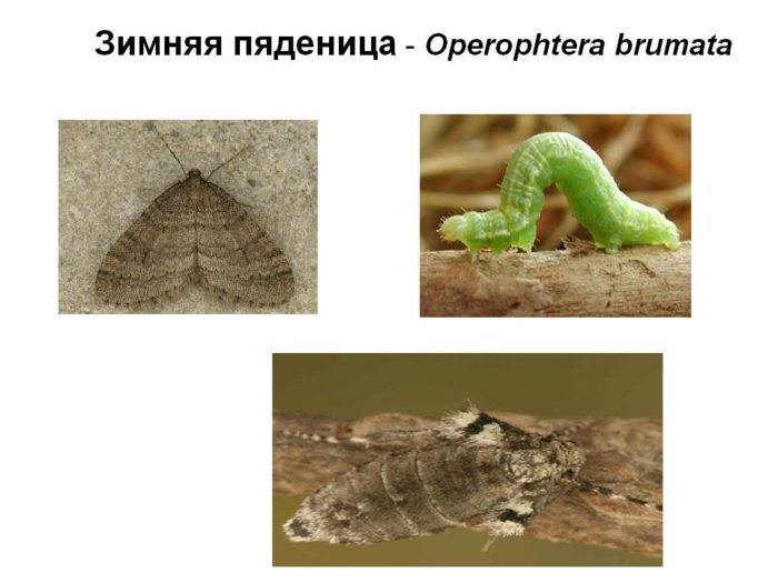 Зимняя пяденица