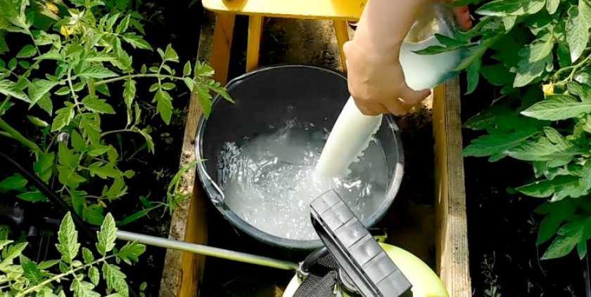 podkormka-pomidorov-v-teplitse-foto-video-chem-udobryat-tomatyi-v-teplitse-4