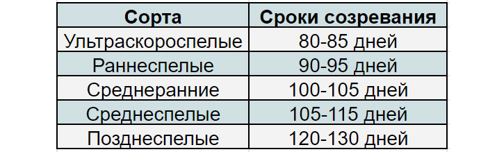 сроки созревания томатов