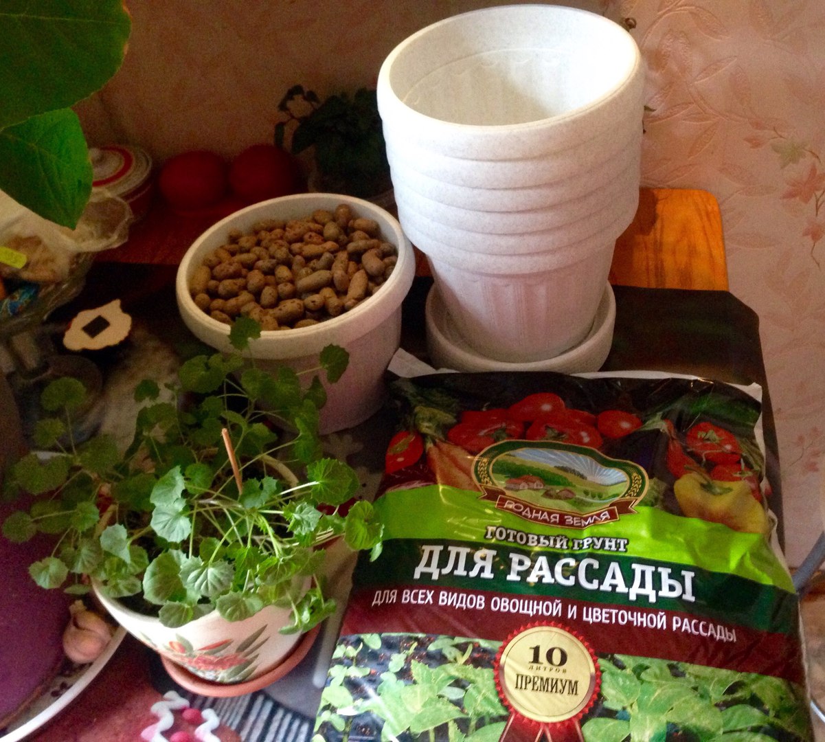 Кампанула микс