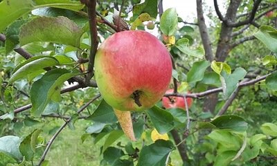 foto15707-2 (4)