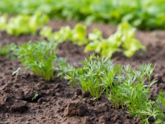 Правильные удобрения для моркови и свеклы: основа богатого урожая