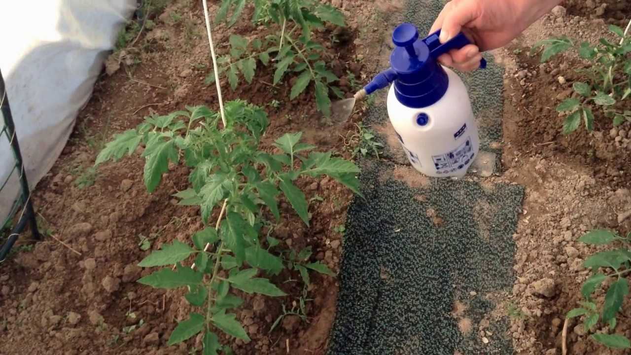 podkormka-pomidorov-v-teplitse-foto-video-chem-udobryat-tomatyi-v-teplitse-5
