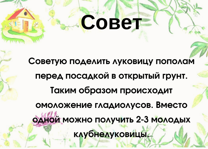 Март на календаре – наступила пора проращивания гладиолусов