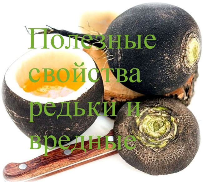 полезные свойства редьки