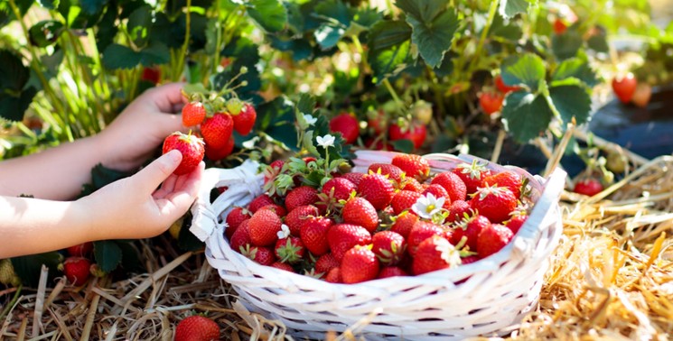 Весенняя подкормка ремонтантной клубники
