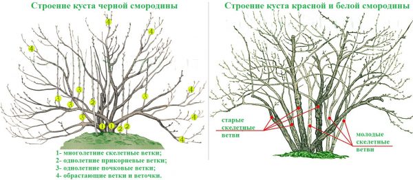 Как правильно обрезать смородину