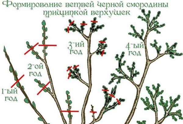Как правильно обрезать смородину