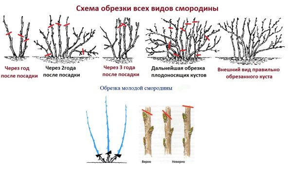 Как правильно обрезать смородину
