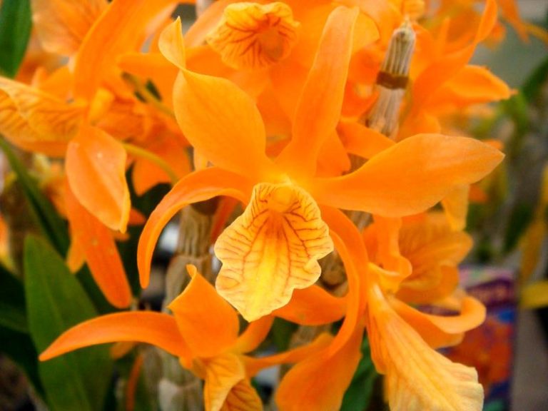 dendrobium nobile 