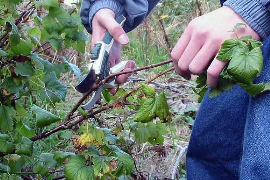 Как омолодить старые кусты черной смородины