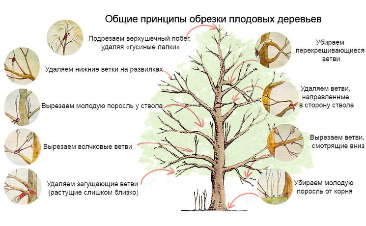 Как обрезать плодовые деревья - схема