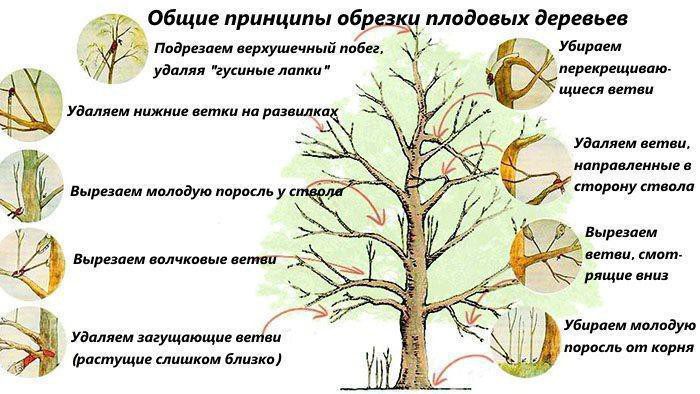 Обрезка плодовых деревьев весной сроки и схема весенней обрезки