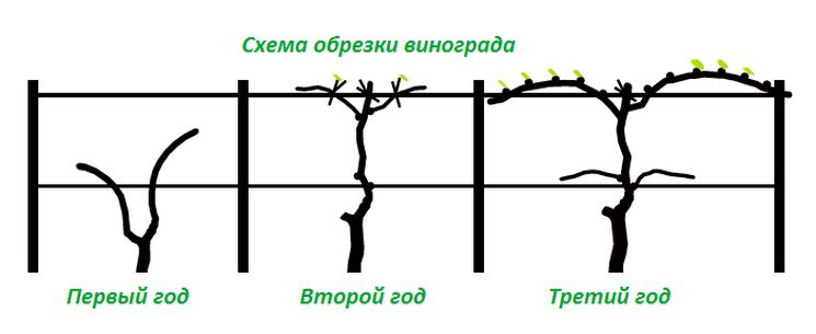 Правила обрезки винограда