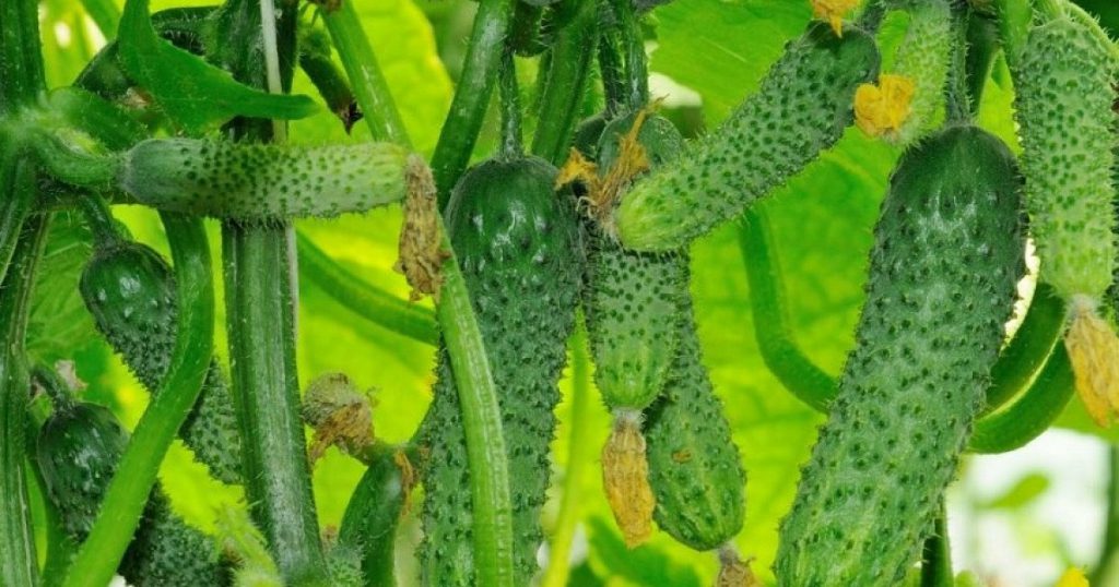 Какой сорт огурцов самый урожайный в открытом грунте для засолки