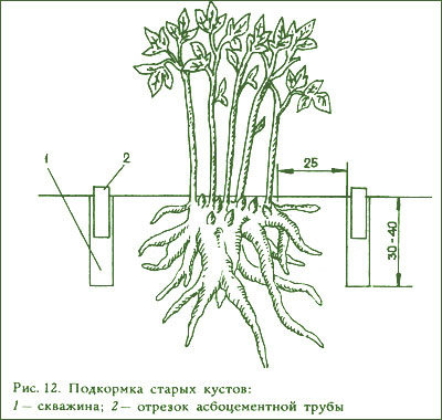 Подкормка старых кустов пиона