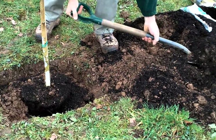 Посадка и пересадка деревьев в апреле