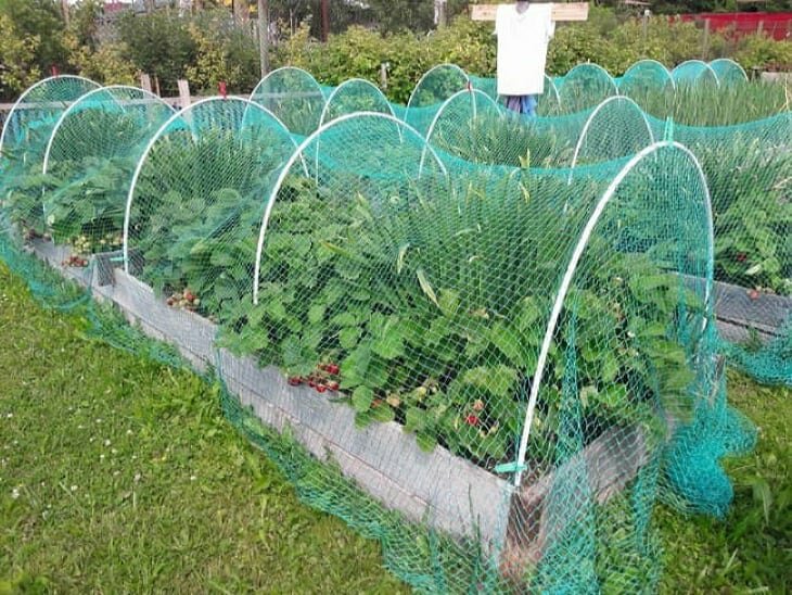 Сад и огород: 20 умных и полезных идей