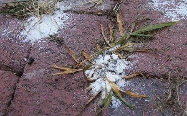 Борьба с сорняками на огороде по современному