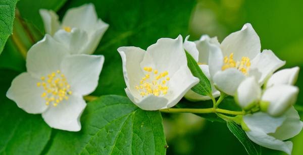 Чубушник непахучий (Philadelphus inodorus)