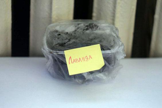 тепличка с лавандой