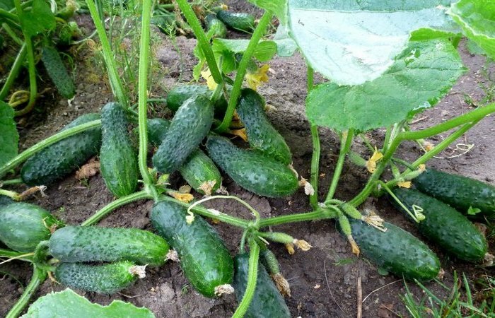 ЛЕТОМ ОГУРЦЫ РАЗДАЮ СОСЕДЯМ ВЕДРАМИ, СЕКРЕТ В ДОБАВКЕ!