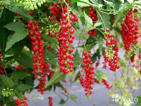 Выращивание растения ривины в комнатных условиях