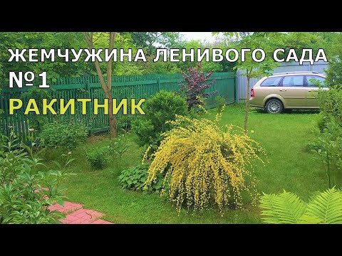 Ракитник
